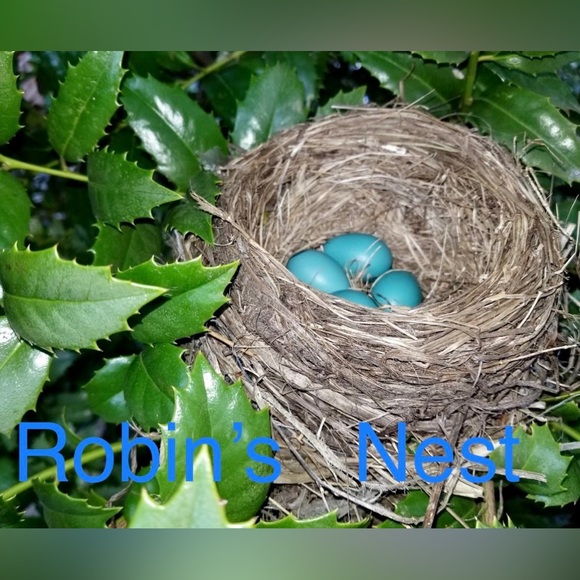 Robins_nest2 🐦🪺🪺🐦 - Picture 2 of 3